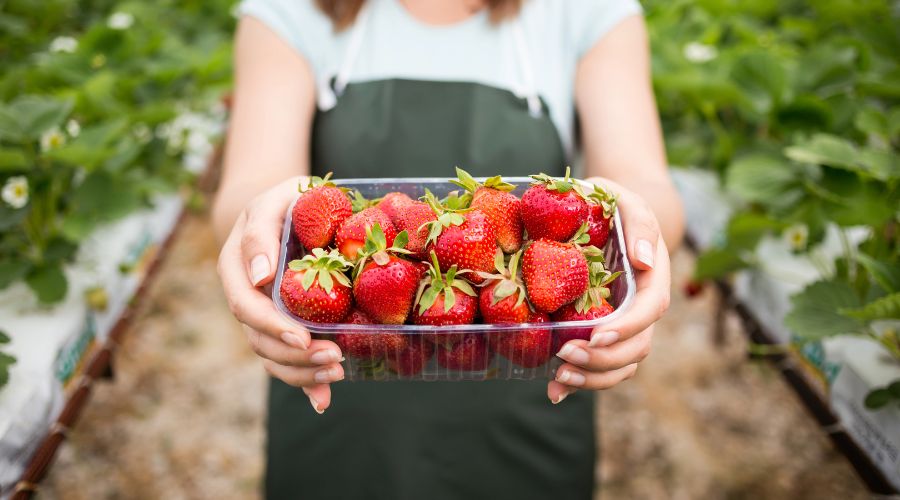 woman holding a punnet of strawberries with plants in the background 