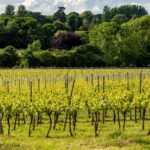 WineGB launched its Sustainability Impact Report on the International Day of Climate Action as part of its programme of sustainable action.  