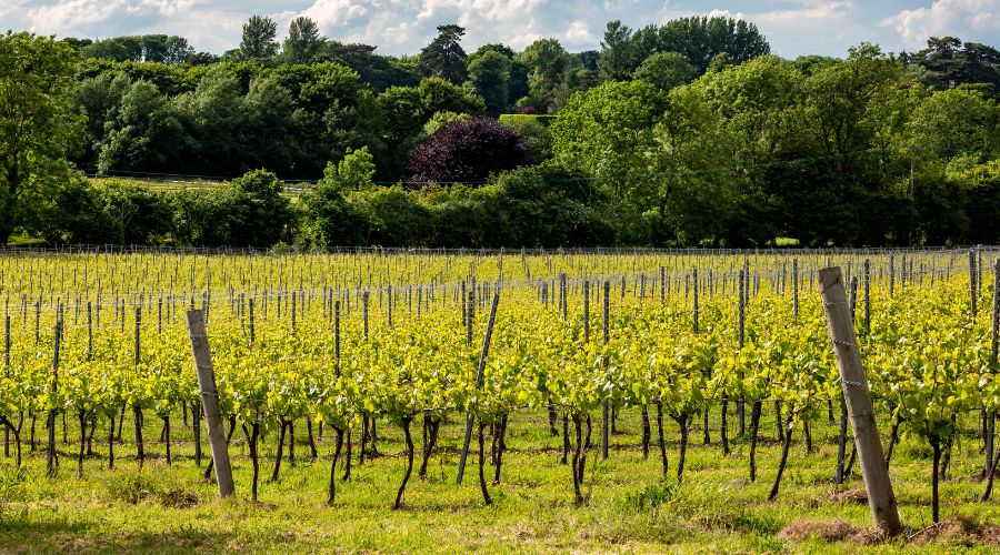 WineGB launched its Sustainability Impact Report on the International Day of Climate Action as part of its programme of sustainable action.  