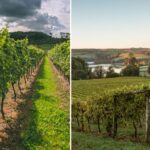 Vineyards located in South West of England, vineyards Langham Wine Estate, Black Chalk and Sandridge Barton talk about harvest 2024.