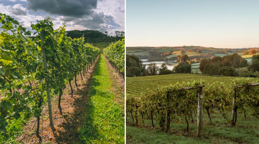 Vineyards located in South West of England, vineyards Langham Wine Estate, Black Chalk and Sandridge Barton talk about harvest 2024.