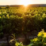 The Hutchinsons Vineyard Guide launches as a comprehensive tool for vineyard agronomy and accompanying support service.