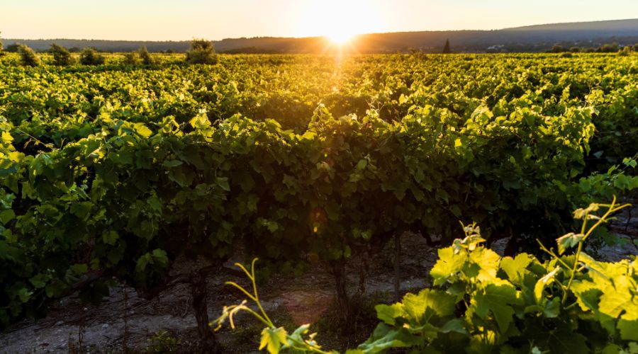 The Hutchinsons Vineyard Guide launches as a comprehensive tool for vineyard agronomy and accompanying support service.