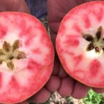 New variety of apple with red and pink flesh, Kissabel Rouge, has hit European markets, including the UK shelves. 