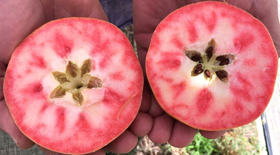 New variety of apple with red and pink flesh, Kissabel Rouge, has hit European markets, including the UK shelves. 