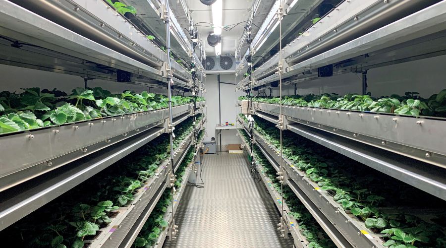 NIAB’s Katia Zacharaki and Dr Mark Else outline why vertical farming of strawberries has not always been a commercial success.