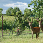 Deer Park Wines