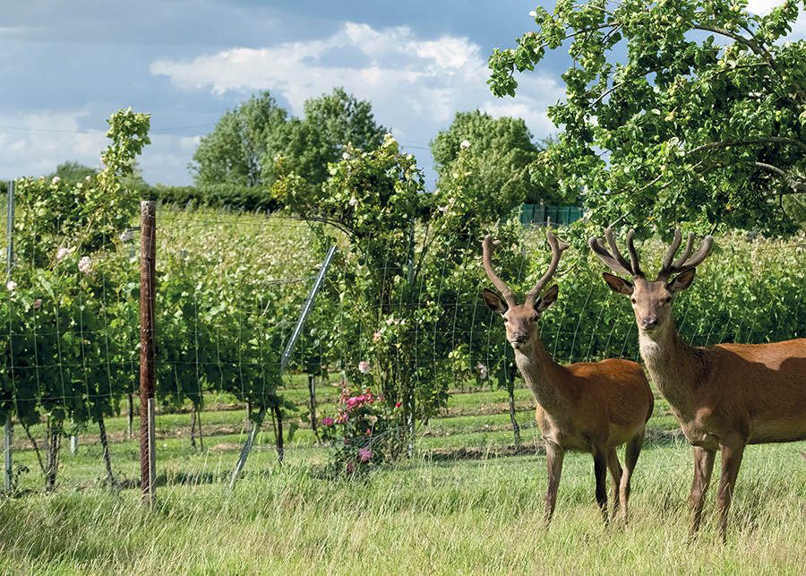 Deer Park Wines