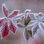 Crops affected by frost