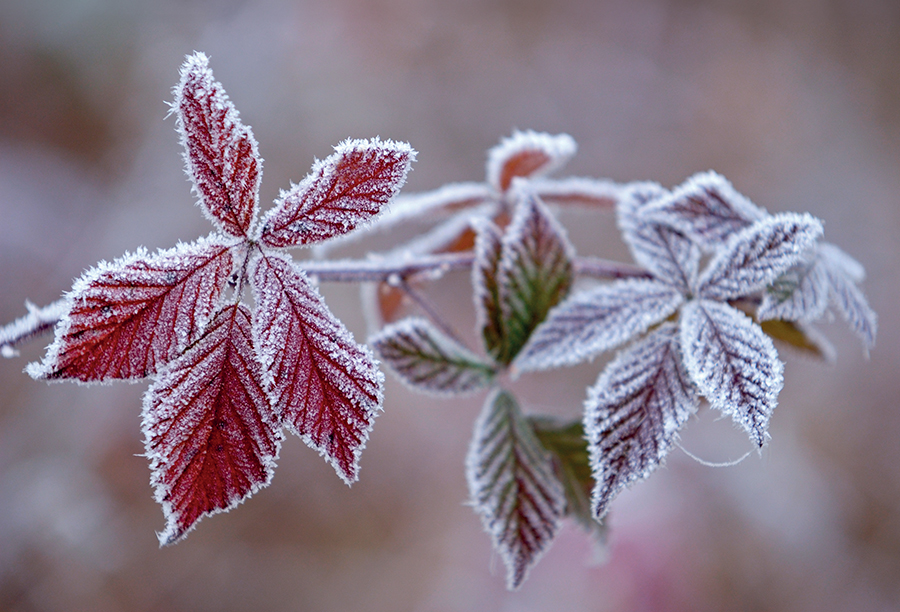 Crops affected by frost