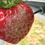 Mild, wet conditions have been favourable to disease in soft fruits throughout 2024, requiring proactive control, Zest – Sustainable ICM said.