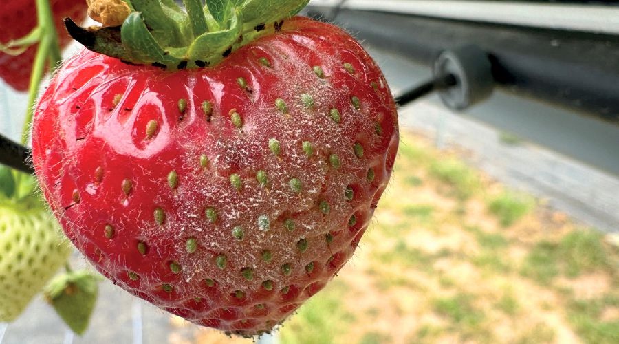 Mild, wet conditions have been favourable to disease in soft fruits throughout 2024, requiring proactive control, Zest – Sustainable ICM said.