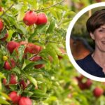 Ali Capper, executive chair of BAPL, has responded to the Autumn Budget announcement and warned growers about food imports.