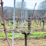 VineWorks business director, Chris Buckley, offers advice for pruning techniques to mitigate the risk of frost damage.