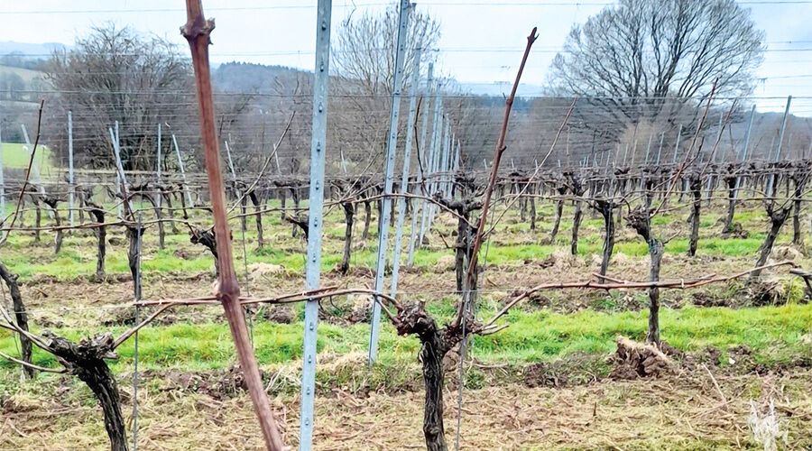 VineWorks business director, Chris Buckley, offers advice for pruning techniques to mitigate the risk of frost damage.