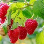 The James Hutton Institute Scientific Services has established a new five-year global raspberry breeding consortium spanning to 2029.