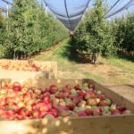 The British Apples & Pear Growers Association has reflected on the challenges and achievements of the past year for the industry.