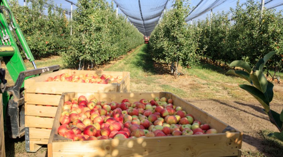 The British Apples & Pear Growers Association has reflected on the challenges and achievements of the past year for the industry.