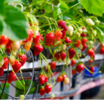 strawberries growing in tabletop system