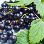 blackcurrants