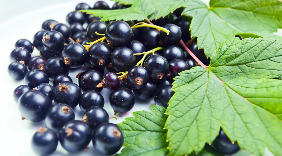 blackcurrants