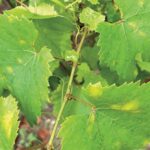 Agrovista fruit and vines agronomist Fokion Chatziavgerinos examines the importance of post-harvest pest and disease management.