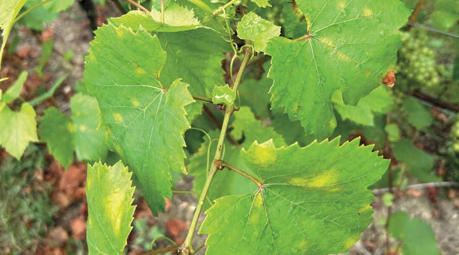 Agrovista fruit and vines agronomist Fokion Chatziavgerinos examines the importance of post-harvest pest and disease management.