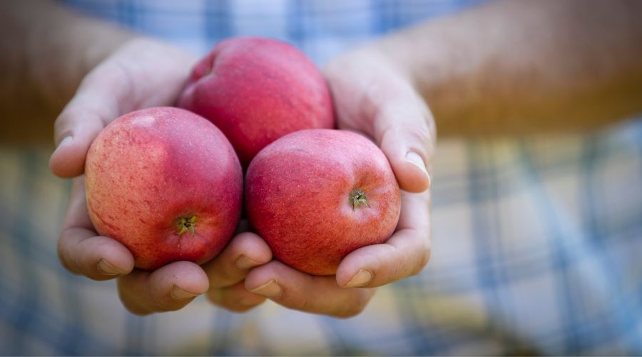 British Apples and Pears Ltd (BAPL) and Niab will co-host the annual R&D day on 10th February 2025 at Niab East Malling, Kent.