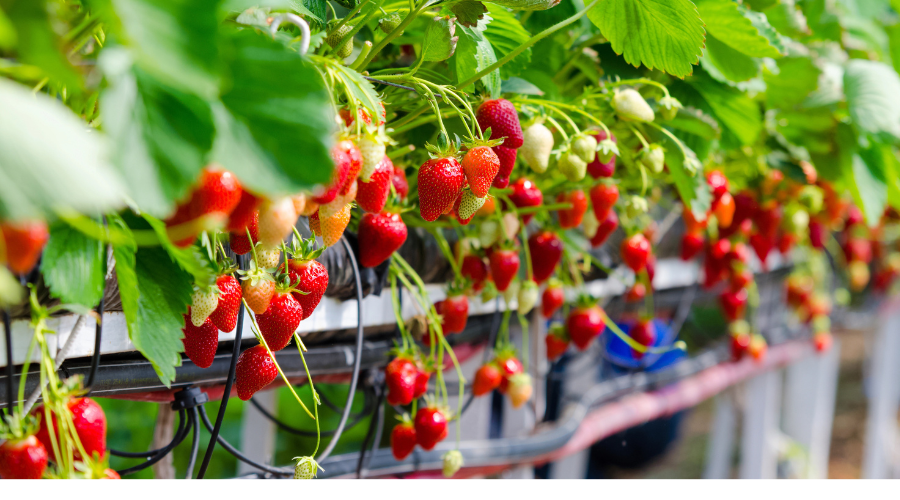 strawberries growing in tabletop system