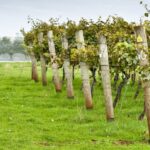 Postsaver vineyard posts in vineyard