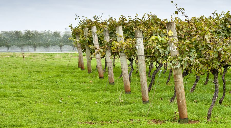 Postsaver vineyard posts in vineyard