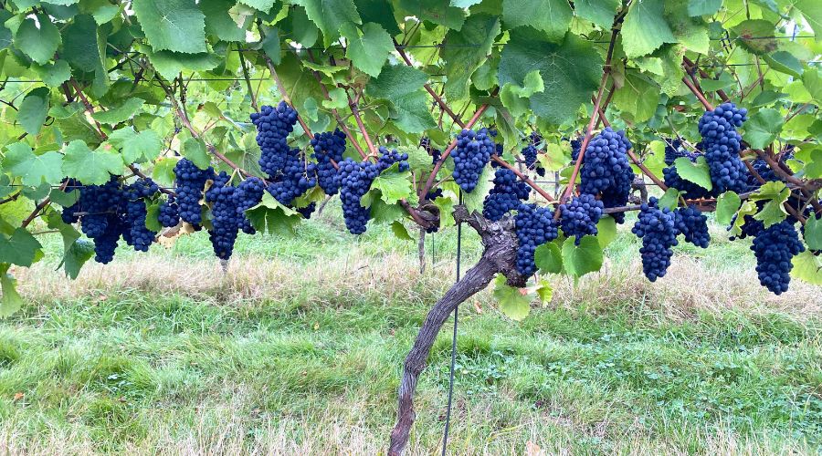 Grapes at Forty Hall VIneyard