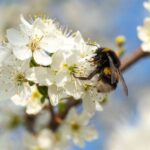 Bumble Bee pollinating white flower