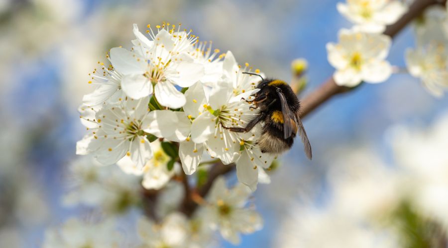 Bumble Bee pollinating white flower