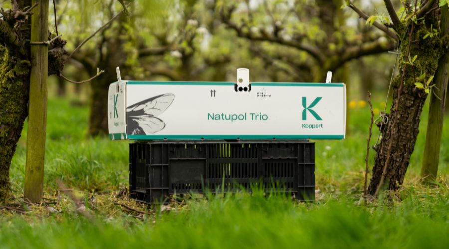 Natupol Trio by Koppert in pear orchard