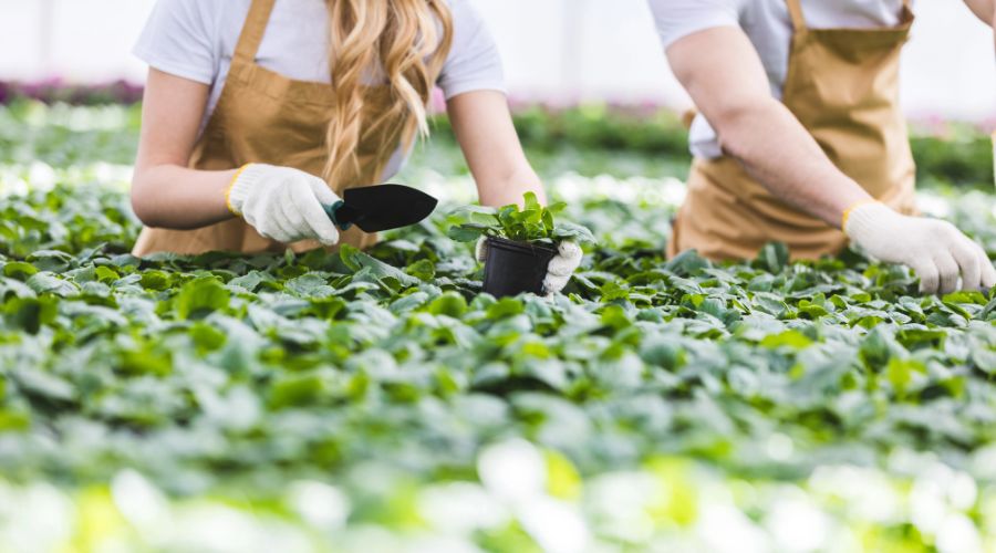 A Suffolk New College student, Olivia Smith, has been named top horticulture apprentice of the year. 