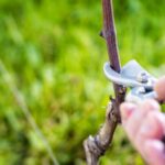 This year’s WineGB Pruning Competition, known as the Battle of the Secateurs, is taking place on 7th March at Clayhill Vineyard in Essex.