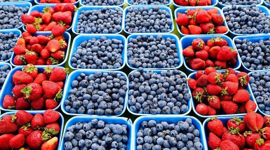 During Berry Fresh Month begins, Bridge Greenhouses is highlighting the support that greenhouses provide to UK soft fruit growers.