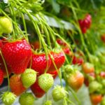 Greenhouse control system expert Tomtech is celebrating National Strawberry Day with soft fruit growers across the UK.