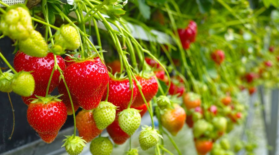 Greenhouse control system expert Tomtech is celebrating National Strawberry Day with soft fruit growers across the UK.