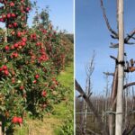 Independent horticultural consultant Mark Holden offers his orchard pruning advice to maximise yields and profitability.