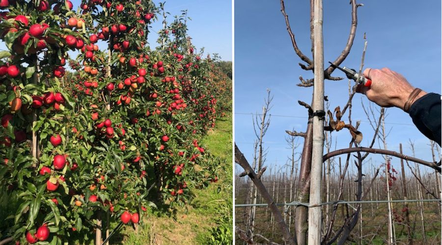 Independent horticultural consultant Mark Holden offers his orchard pruning advice to maximise yields and profitability.