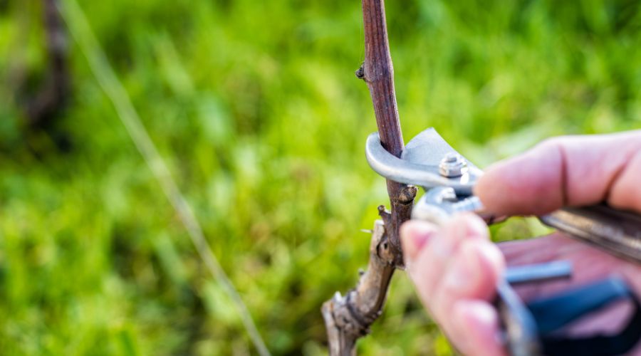 This year’s WineGB Pruning Competition, known as the Battle of the Secateurs, is taking place on 7th March at Clayhill Vineyard in Essex.