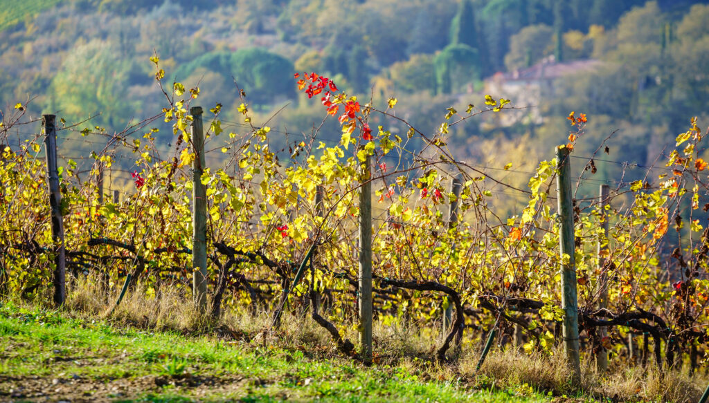 A UK frost forecasting and management research project has released a Bud Burst Model to capture data by grape variety.