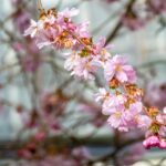 The research, published in Horticulture Research, used FruitWatch data obtained through public submissions to reveal important spatial and temporal trends in blossom dates of UK fruit trees. 