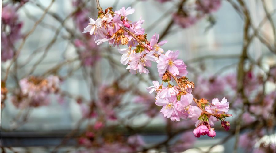 The research, published in Horticulture Research, used FruitWatch data obtained through public submissions to reveal important spatial and temporal trends in blossom dates of UK fruit trees. 