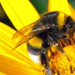 2024 was the worst year for bumblebees since records began, Bumblebee Conservation Trust has confirmed.