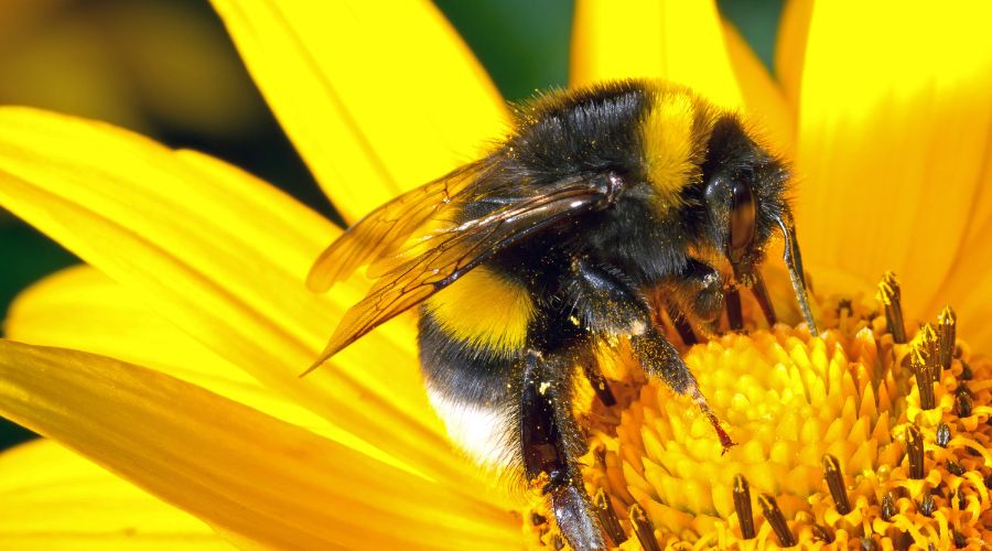 2024 was the worst year for bumblebees since records began, Bumblebee Conservation Trust has confirmed.