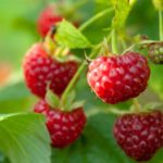 NIAB’s Scott Raffle picks out some of the key research findings presented at the recent soft fruit technical webinar.